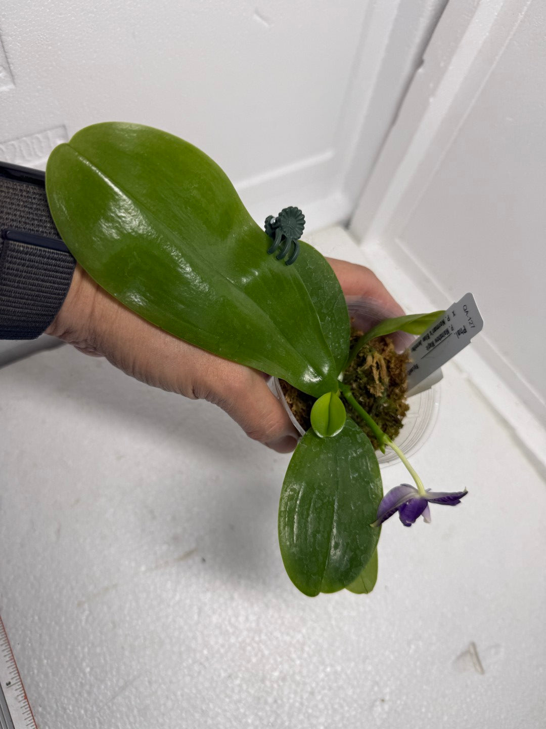 Phalaenopsis Mainshow Jennifer 250910 Flowering Seed Grown