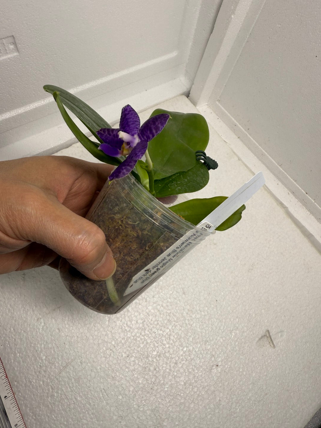 Phalaenopsis Mainshow Jennifer 250910 Flowering Seed Grown