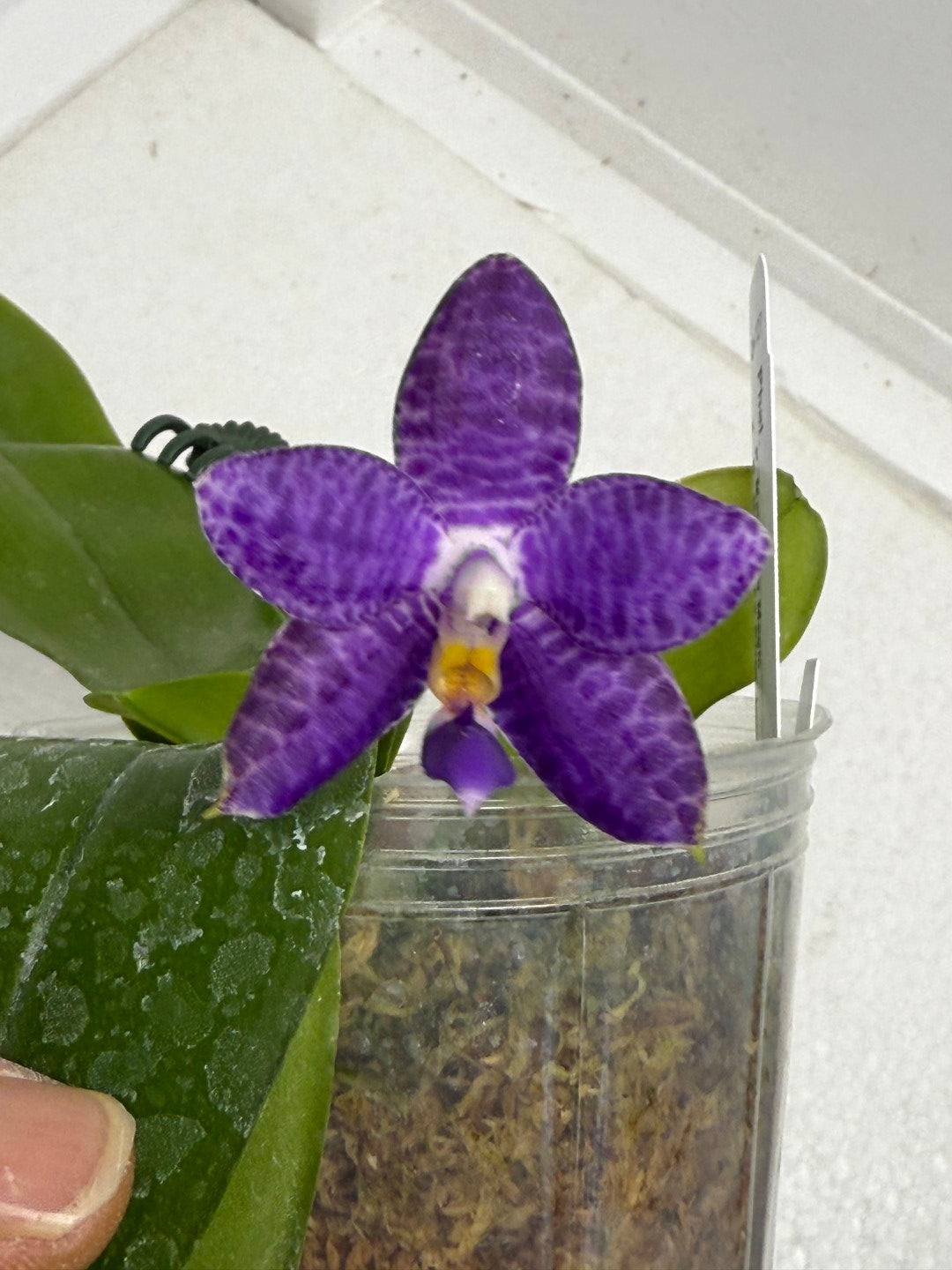 Phalaenopsis Mainshow Jennifer 250910 Flowering Seed Grown