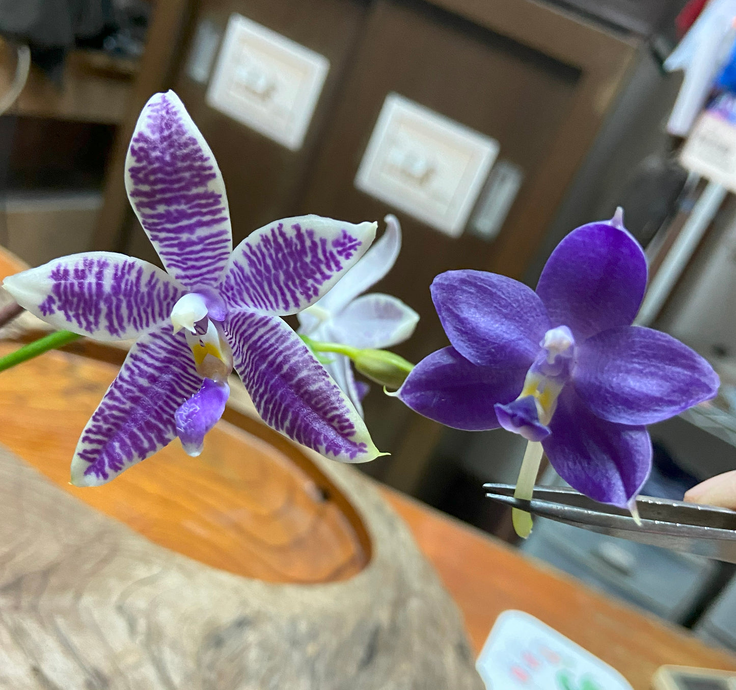 Orchid Flask Phal (KS Blue Ludde X Mainshow Sapphire) QA-134