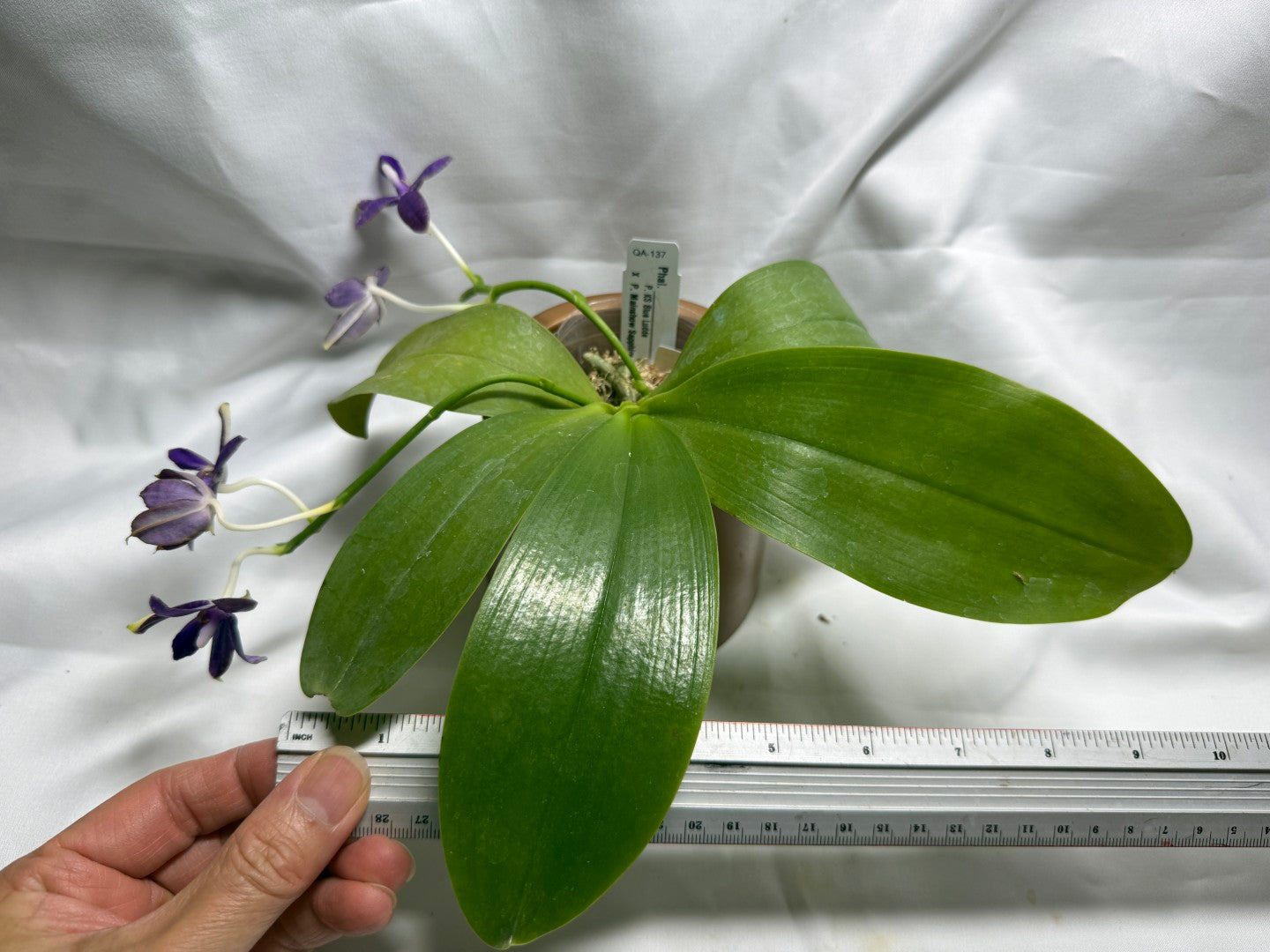 QA137 Phalaenopsis KS Blue Ludde x Mainshow Sapphire - Seed Grown 260626 Flowering