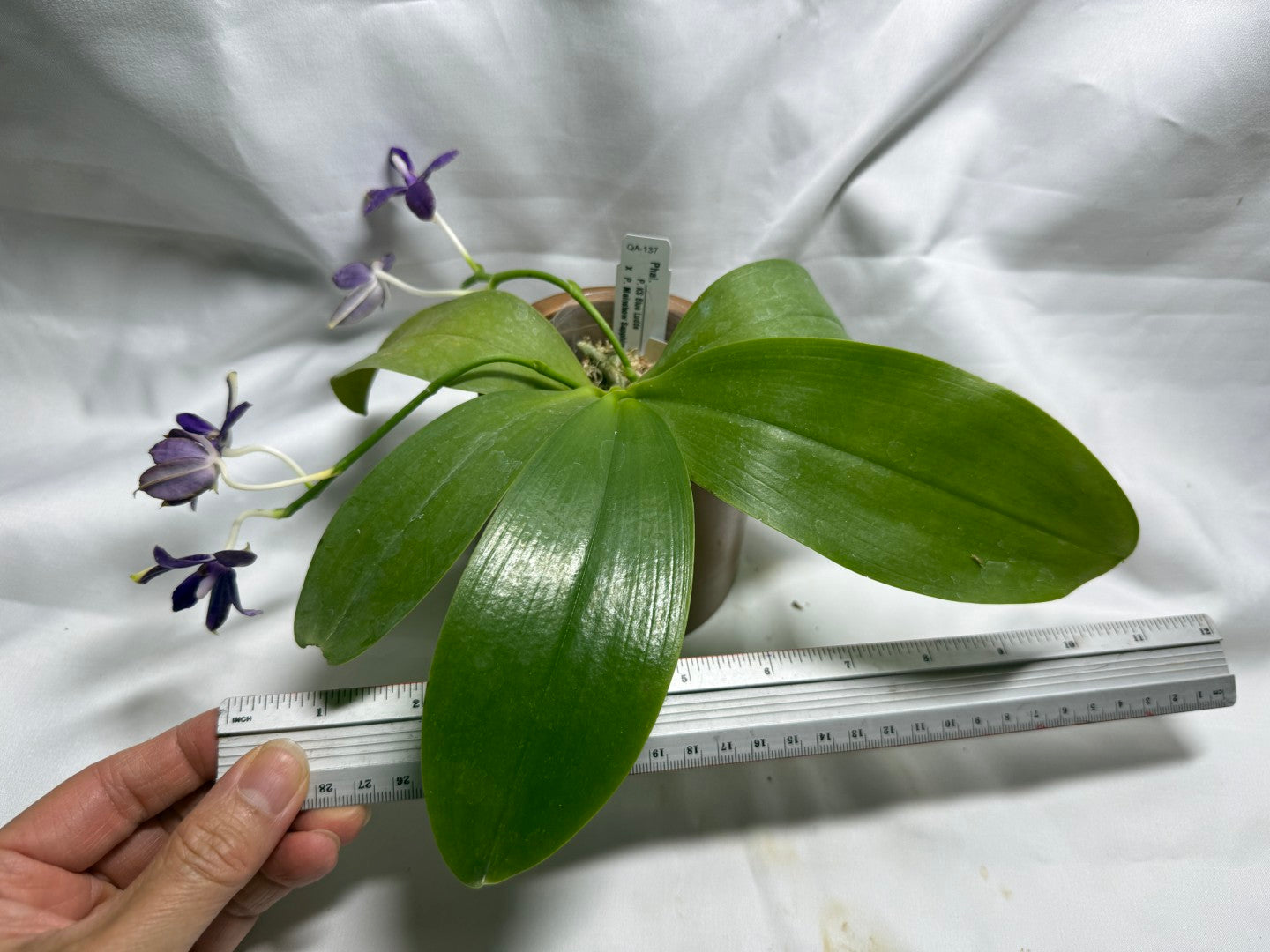 QA137 Phalaenopsis KS Blue Ludde x Mainshow Sapphire - Seed Grown 260626 Flowering