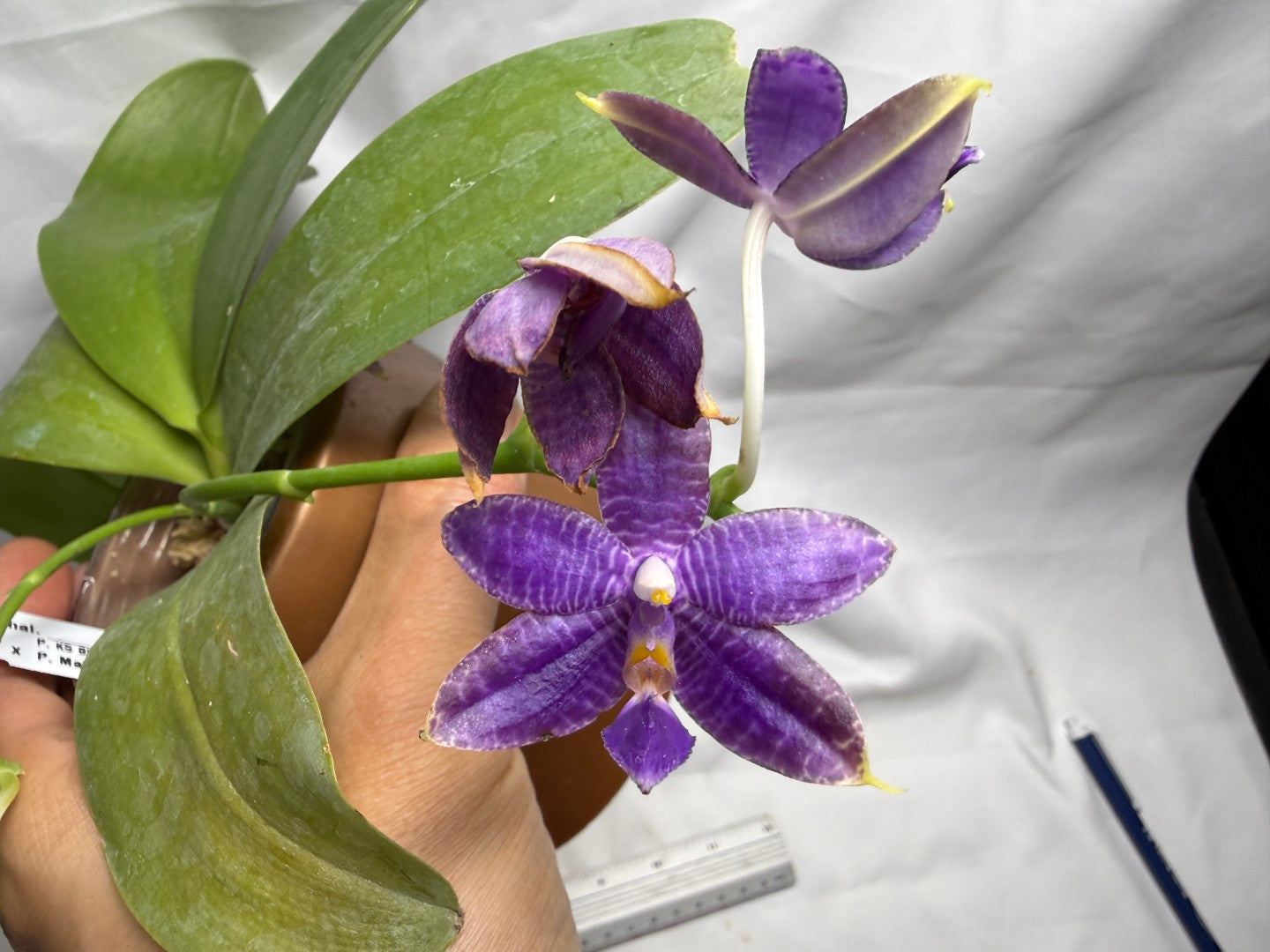 QA137 Phalaenopsis KS Blue Ludde x Mainshow Sapphire - Seed Grown 260626 Flowering