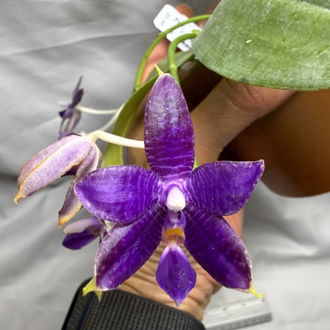 QA137 Phalaenopsis KS Blue Ludde x Mainshow Sapphire - Seed Grown 260626 Flowering