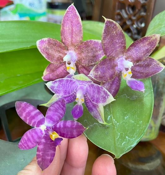 Orchid Flask Phal (Mainshow Blue Elf #2 X Mainshow Blue Tint) QA-155