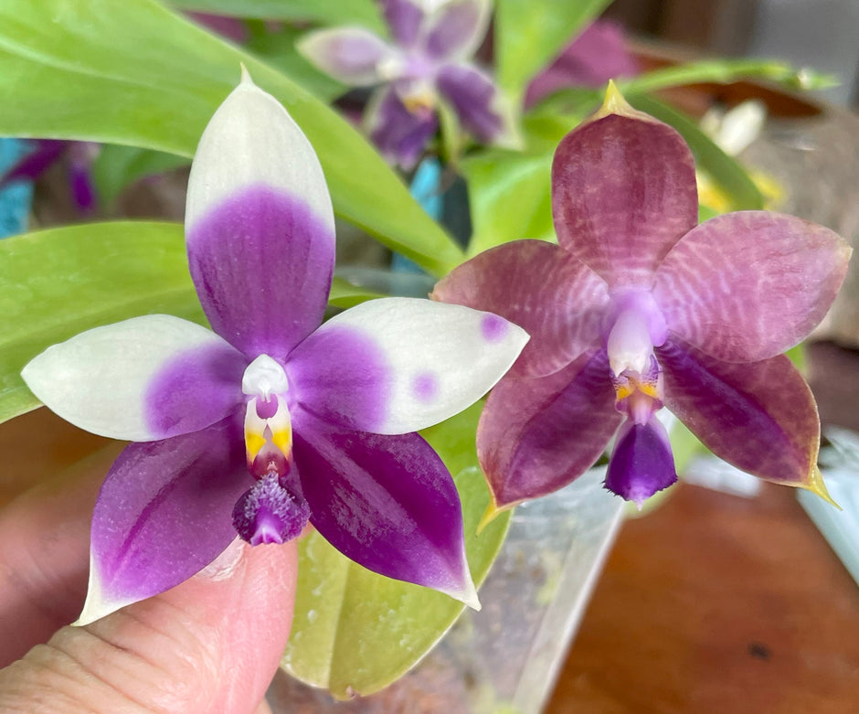 Big Leaf Orchids