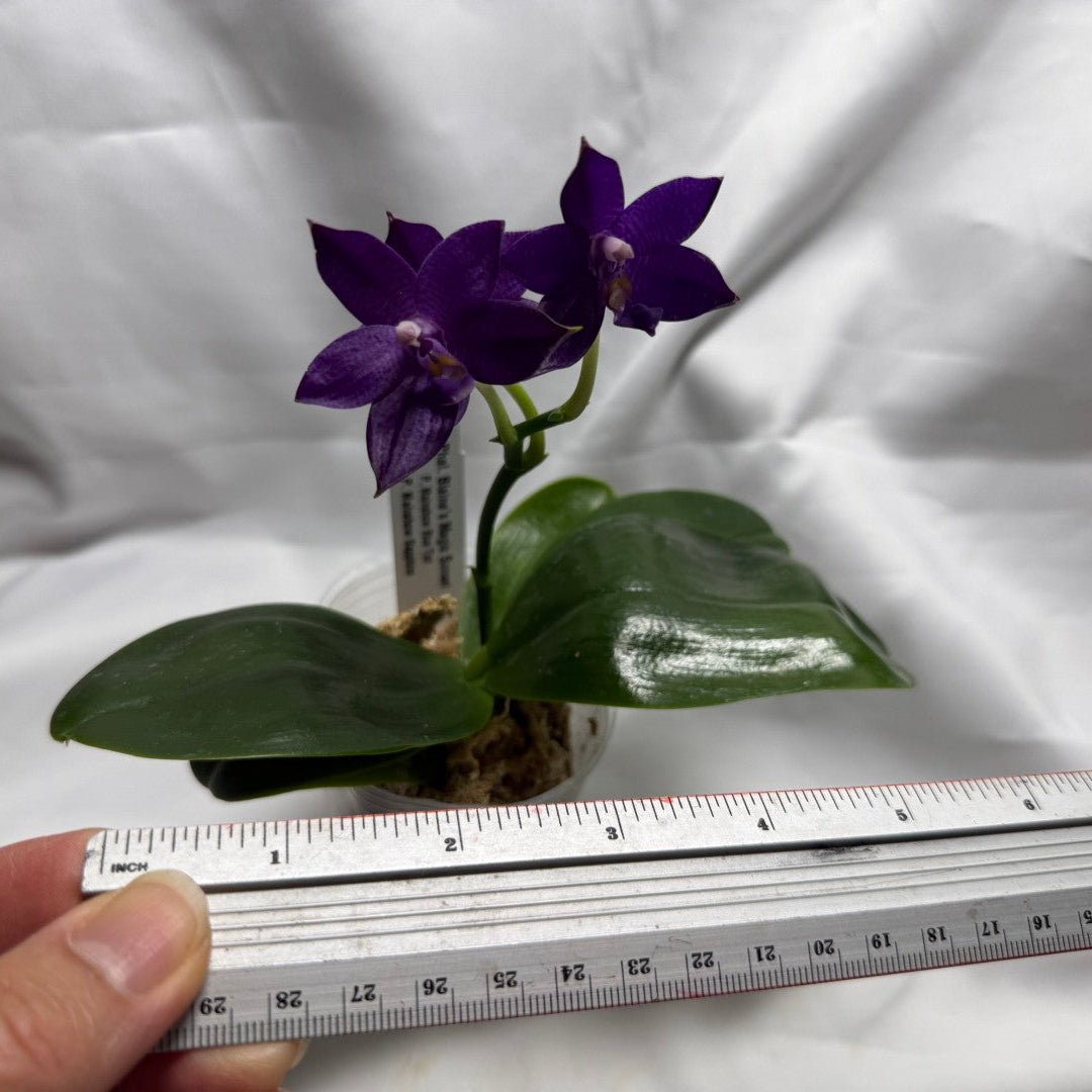 QA157 Phalaenopsis Blaine's Magic Sunset- Seed Grown 260625-B Flowering