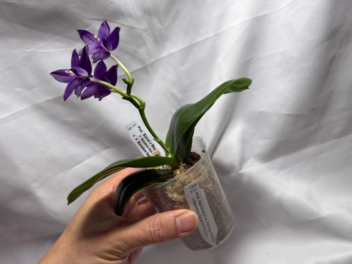 QA157 Phalaenopsis Blaine's Magic Sunset- Seed Grown 260625-B Flowering