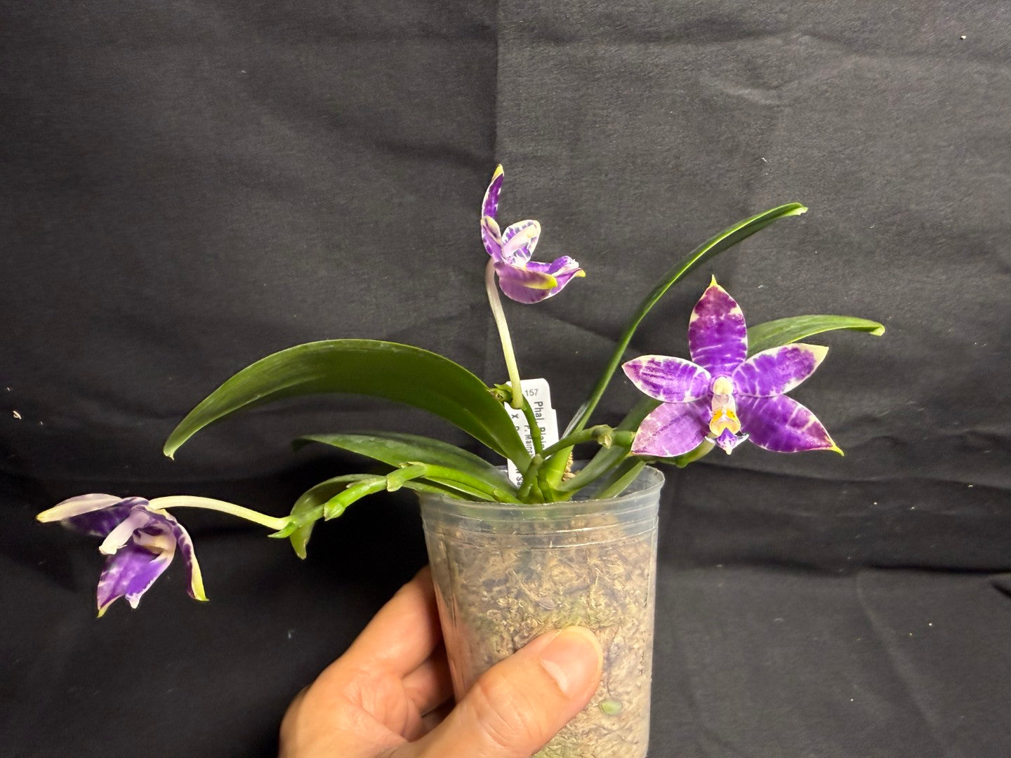 QA-157 Phalaenopsis Blaine's Magic Sunset- Seed Grown 260708 Flowering 3 spikes