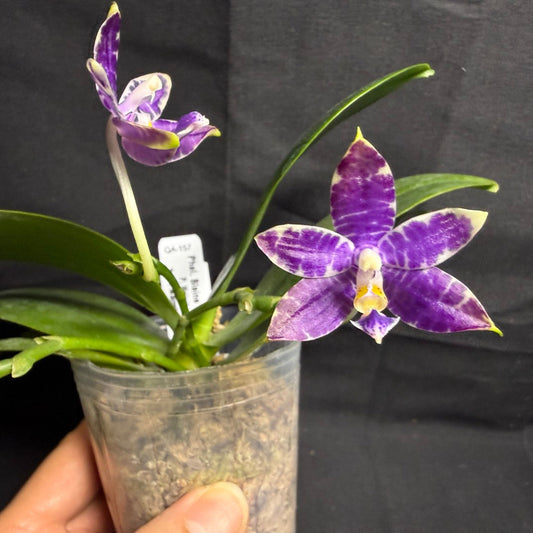 QA-157 Phalaenopsis Blaine's Magic Sunset- Seed Grown 260708 Flowering 3 spikes