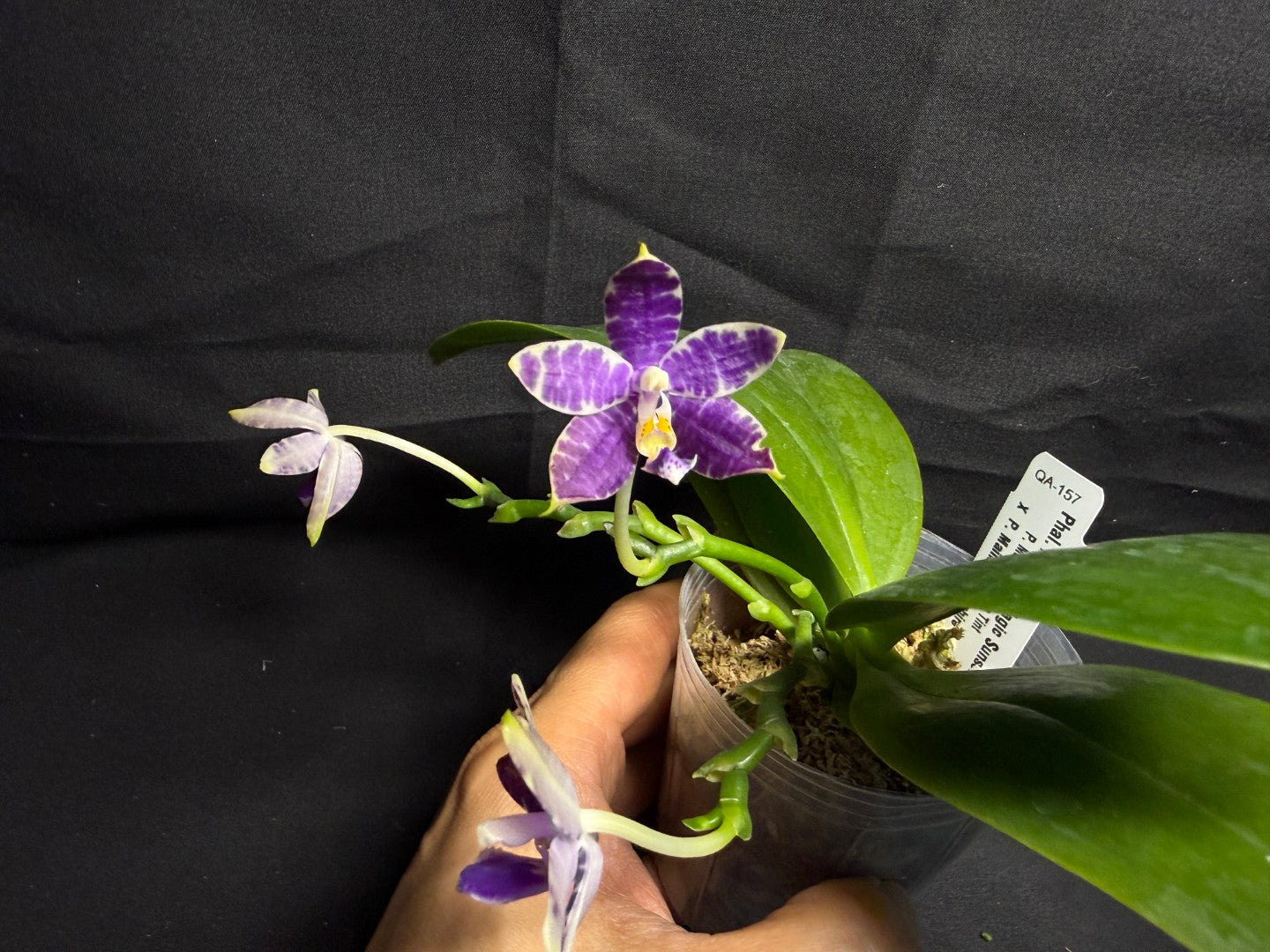 QA-157 Phalaenopsis Blaine's Magic Sunset- Seed Grown 260708 Flowering 3 spikes