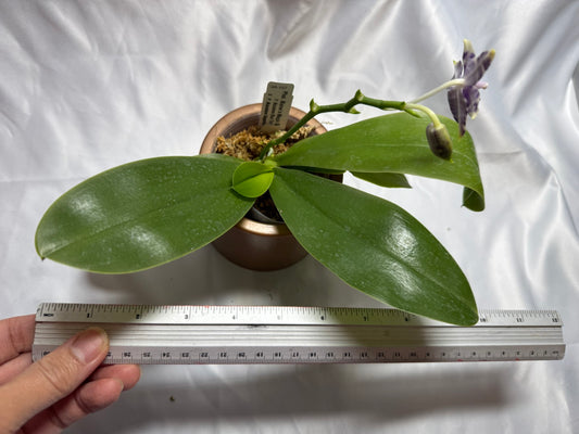 QA-157 Phalaenopsis Blaine's Magic Sunset- Seed Grown 260804 Flowering