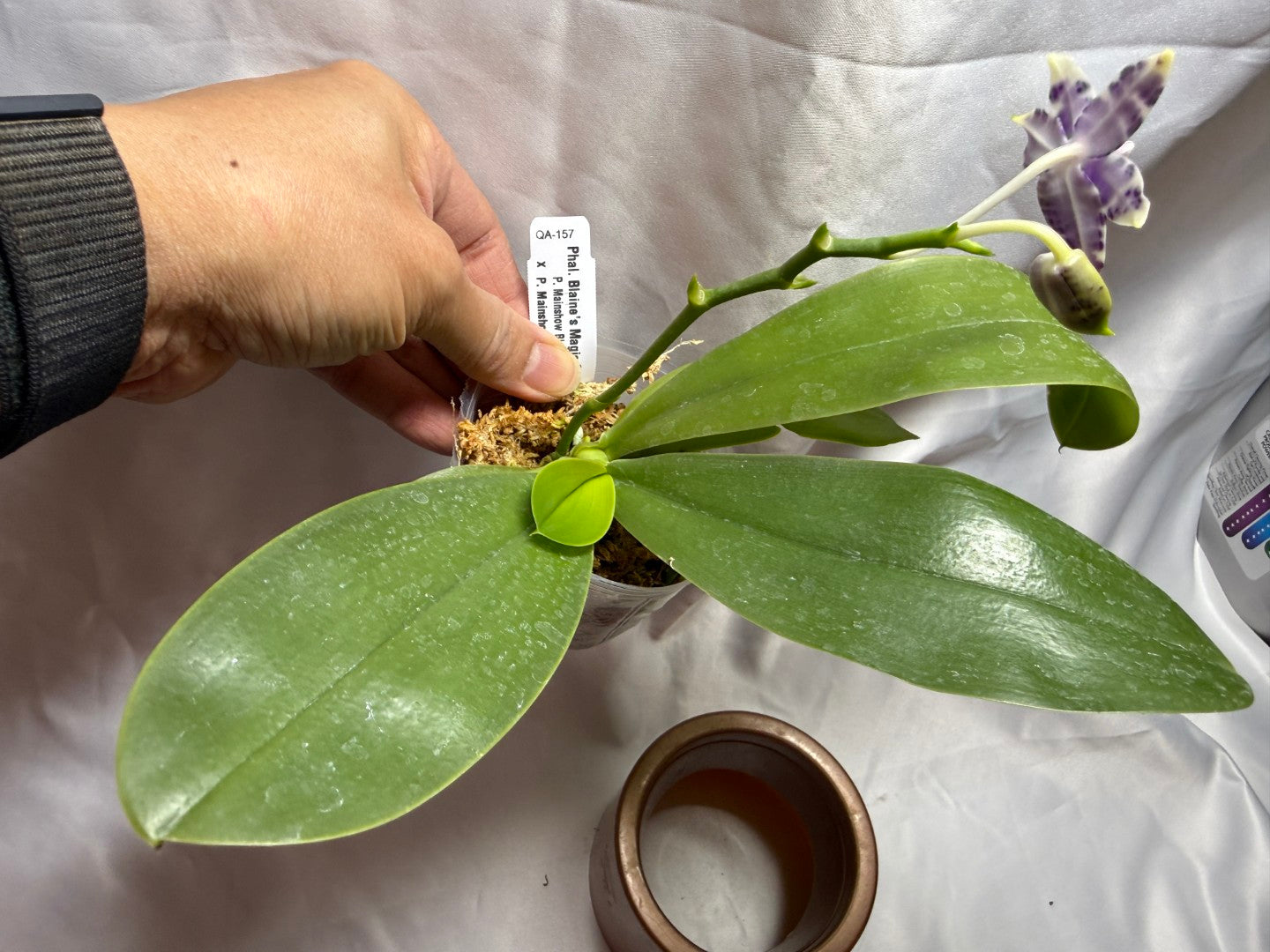 QA-157 Phalaenopsis Blaine's Magic Sunset- Seed Grown 260804 Flowering