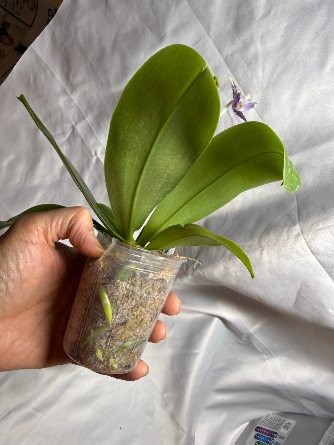 QA-157 Phalaenopsis Blaine's Magic Sunset- Seed Grown 260804 Flowering