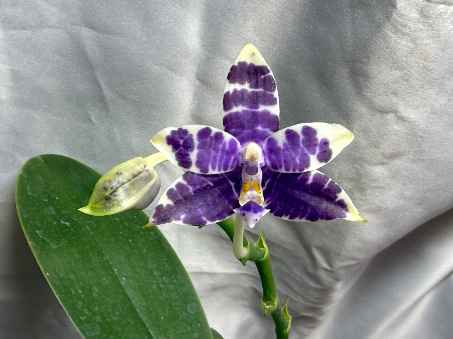 QA-157 Phalaenopsis Blaine's Magic Sunset- Seed Grown 260804 Flowering