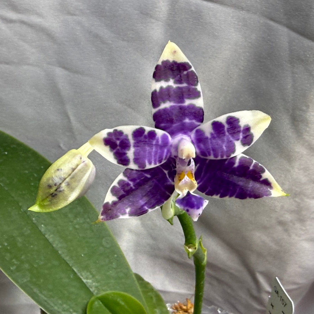 QA-157 Phalaenopsis Blaine's Magic Sunset- Seed Grown 260804 Flowering