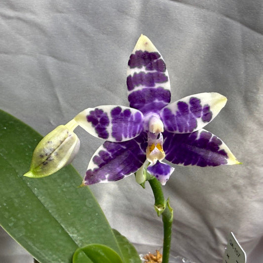 QA-157 Phalaenopsis Blaine's Magic Sunset- Seed Grown 260804 Flowering