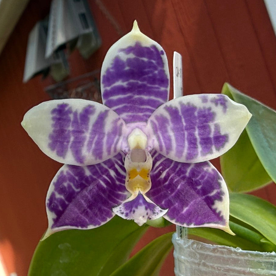 QA-157 Phalaenopsis Blaine's Magic Sunset- Seed Grown 260816 Flowering