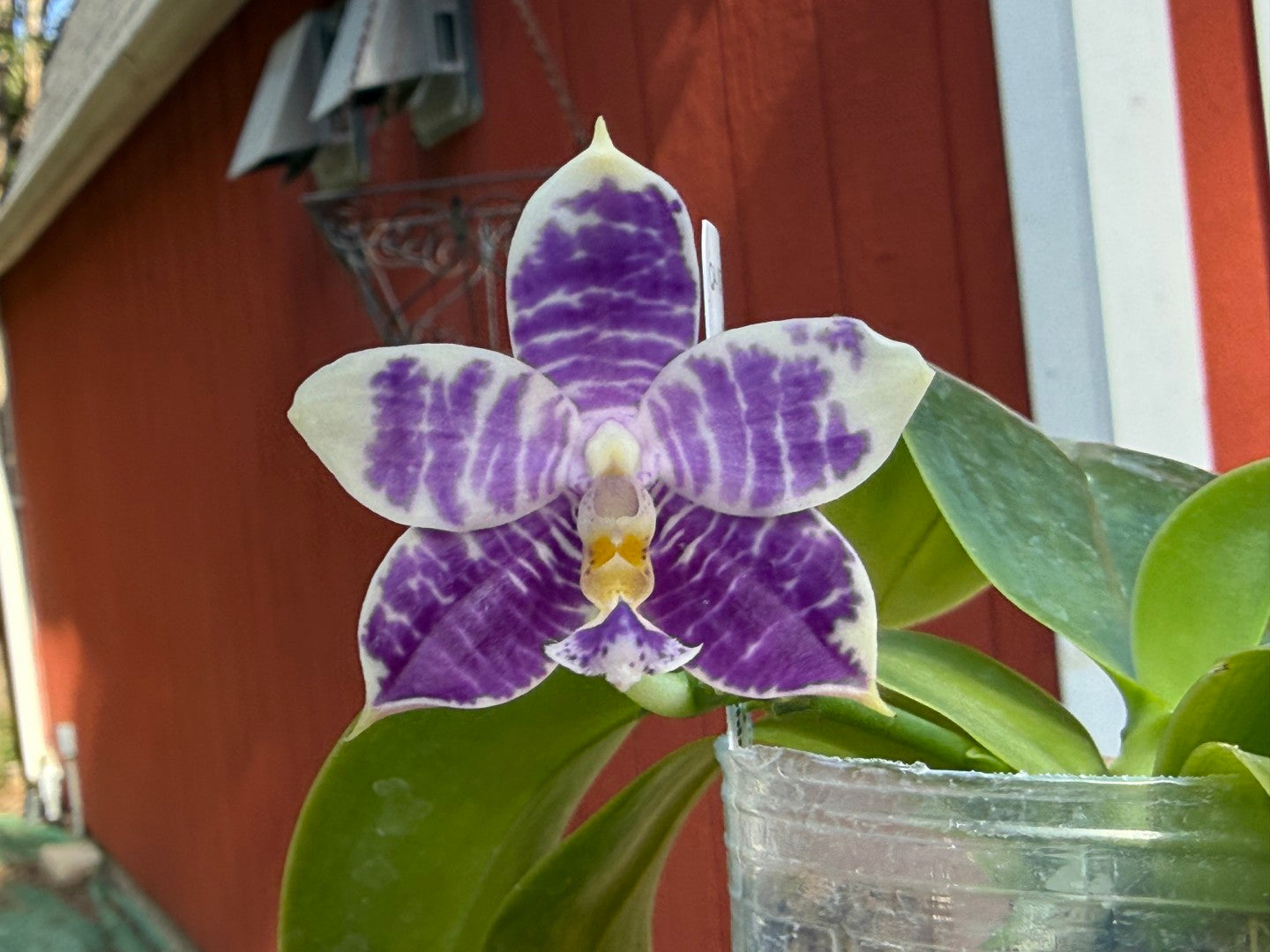 QA-157 Phalaenopsis Blaine's Magic Sunset- Seed Grown 260816 Flowering