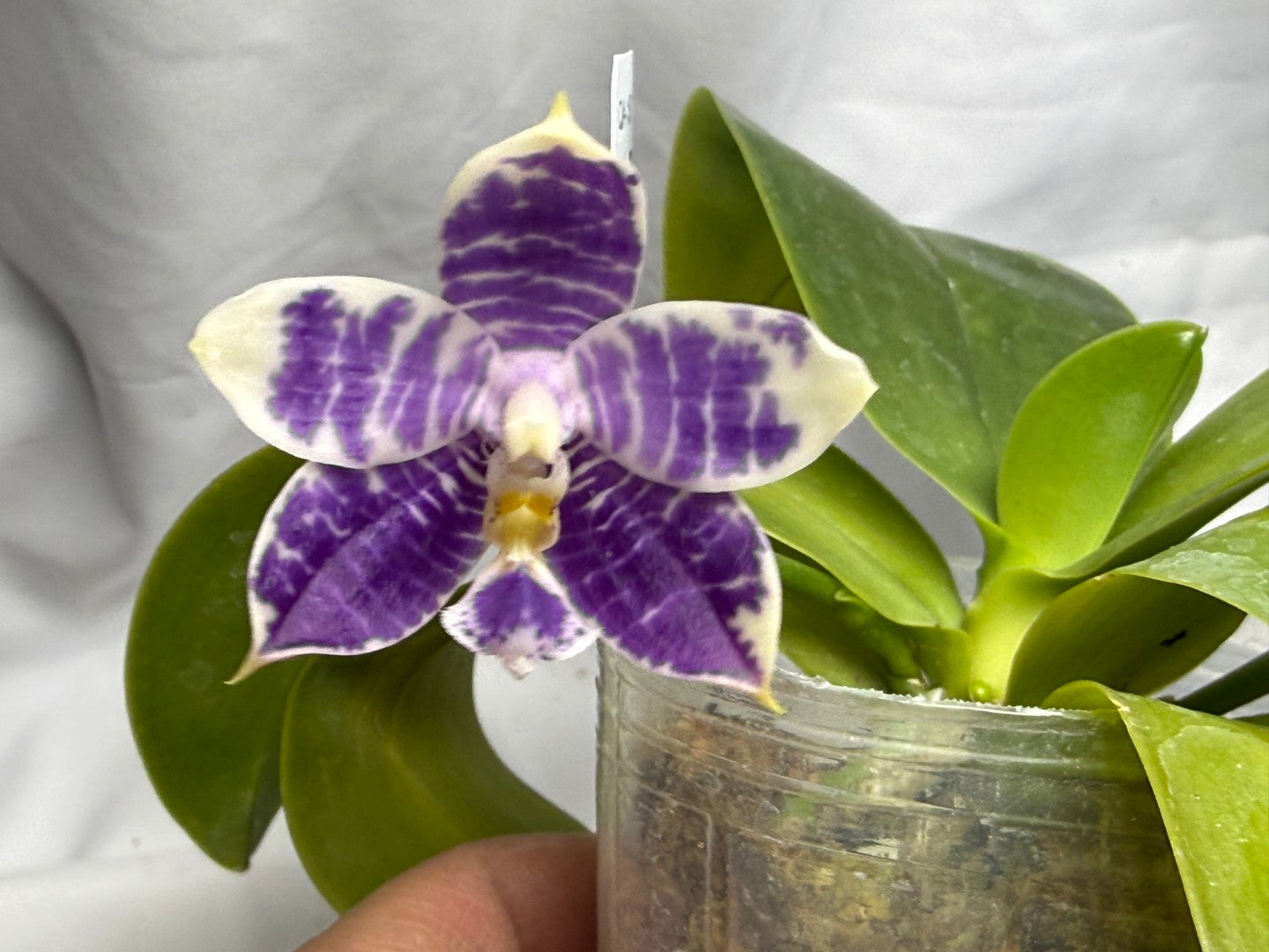QA-157 Phalaenopsis Blaine's Magic Sunset- Seed Grown 260816 Flowering