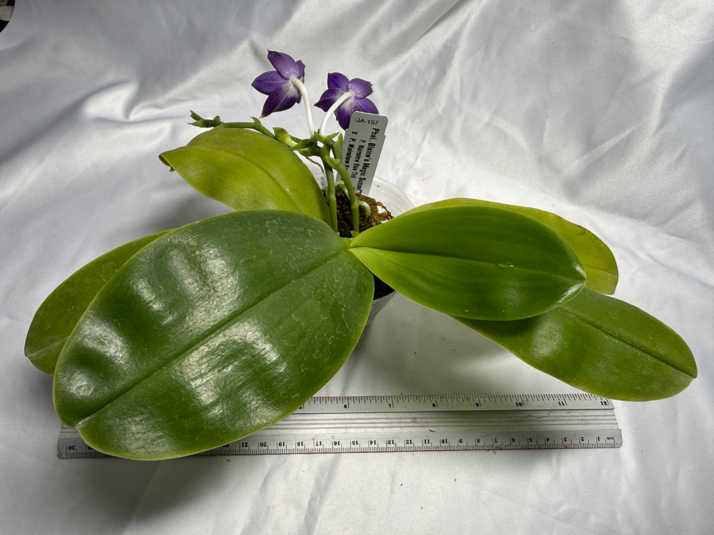 QA-157 Phalaenopsis Blaine's Magic Sunset- Seed Grown 260830 Flowering