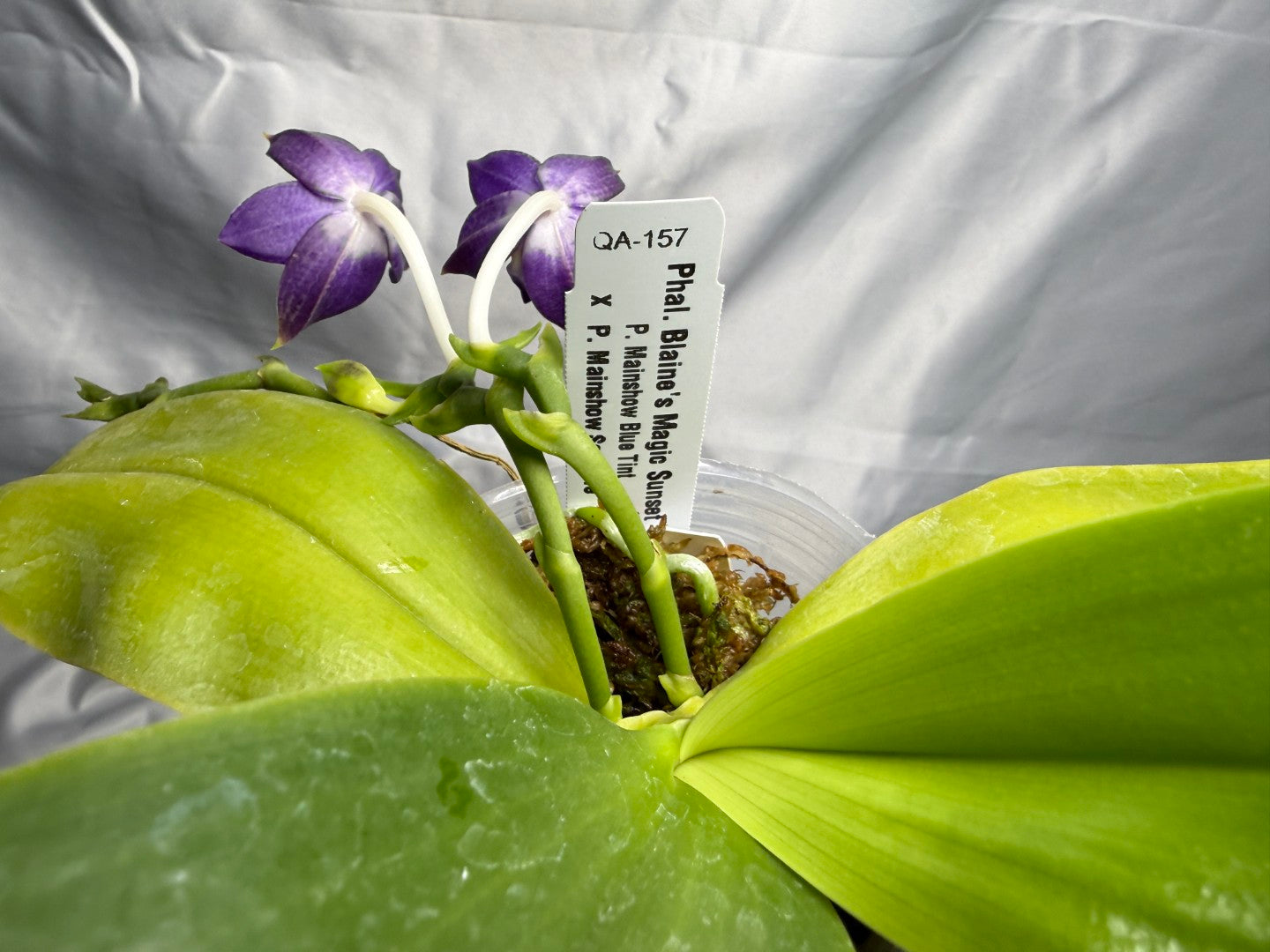 QA-157 Phalaenopsis Blaine's Magic Sunset- Seed Grown 260830 Flowering