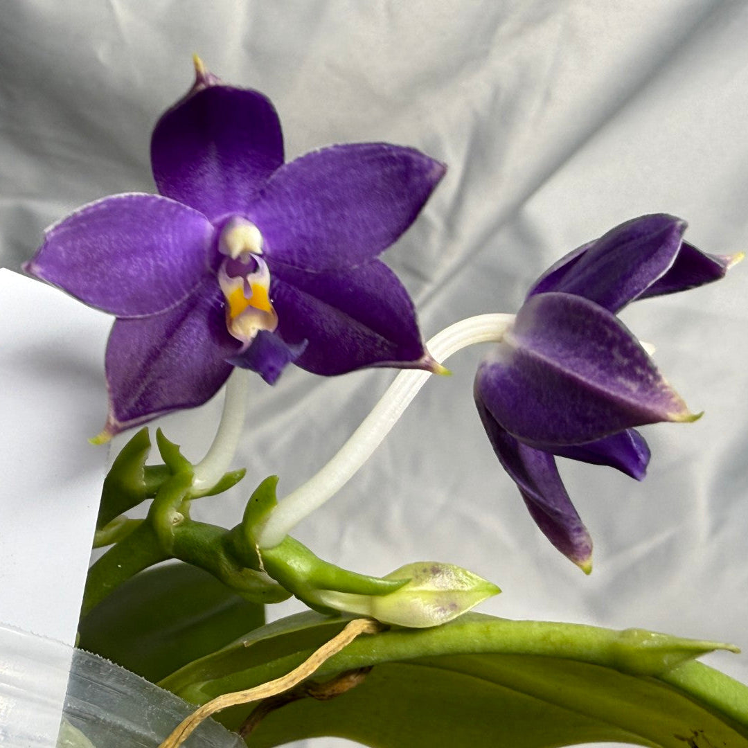 A close-up of a purple orchid flower with green leaves and a white tag, photographed against a wrinkled light gray fabric background.