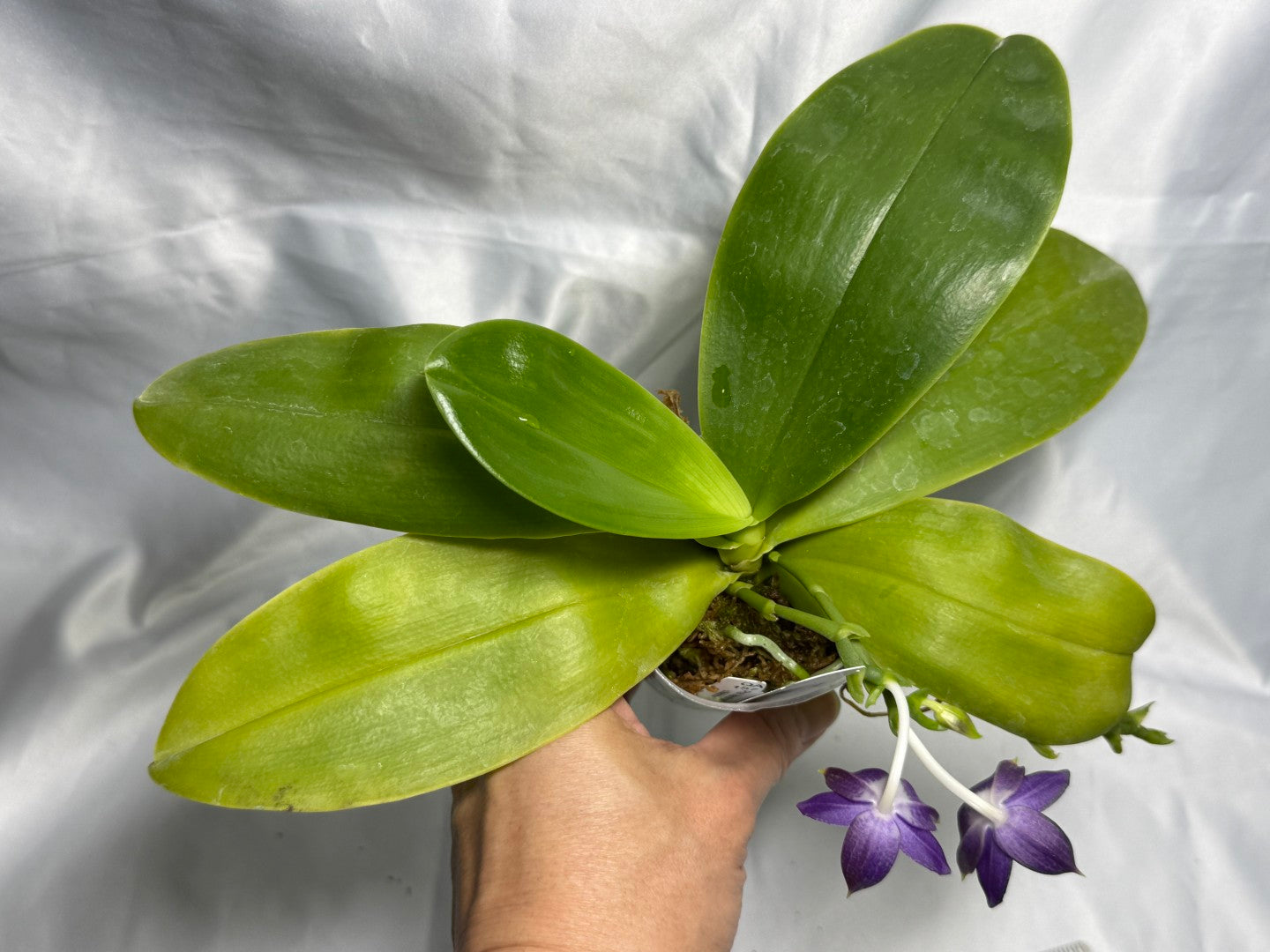 QA-157 Phalaenopsis Blaine's Magic Sunset- Seed Grown 260830 Flowering