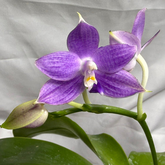QA163 Phalaenopsis Pylo's Blue Smile X Mainshow Blue Elf - Seed Grown 260626 Flowering