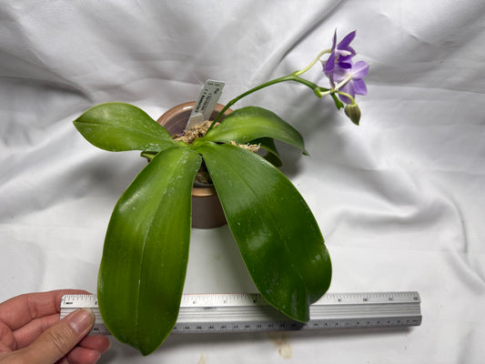 QA163 Phalaenopsis Pylo's Blue Smile X Mainshow Blue Elf - Seed Grown 260626 Flowering