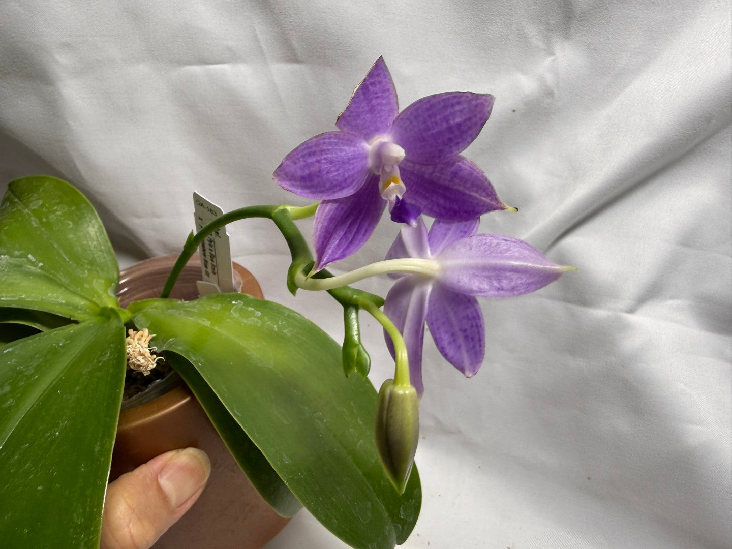 QA163 Phalaenopsis Pylo's Blue Smile X Mainshow Blue Elf - Seed Grown 260626 Flowering