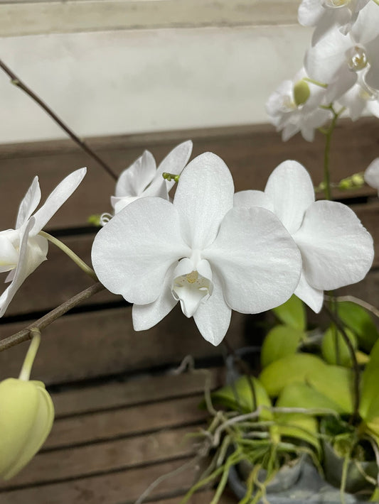Phalaenopsis amabilis x sib - from Maluku Island