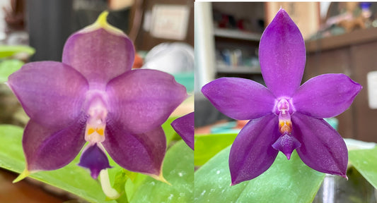 Orchid Flask Phal (Mainshow Sapphire X Norman's Blue Jennifer #2) QA-178