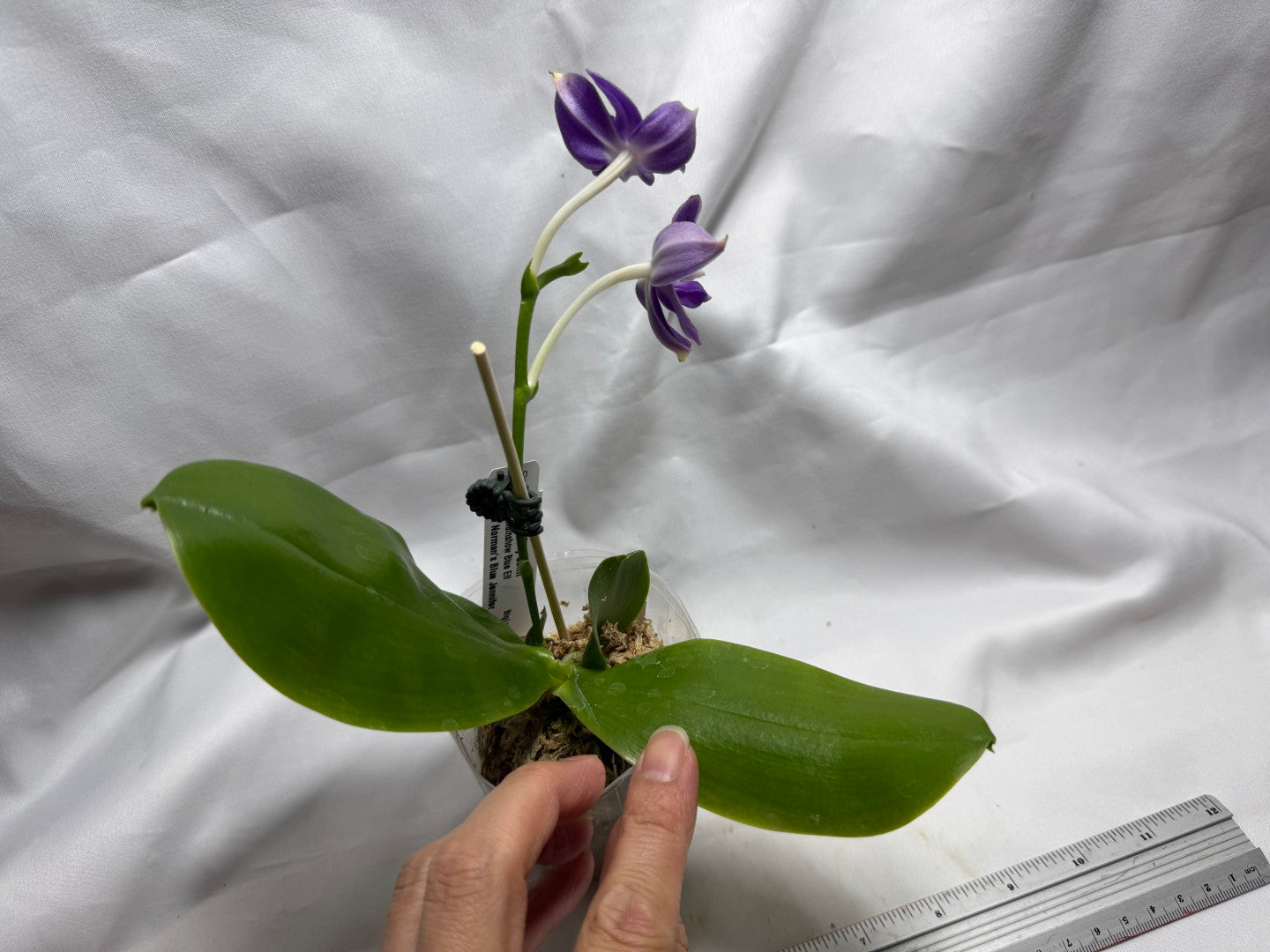 QA180 Phalaenopsis MS Elfy Jenn - Seed Grown 260626-A Flowering