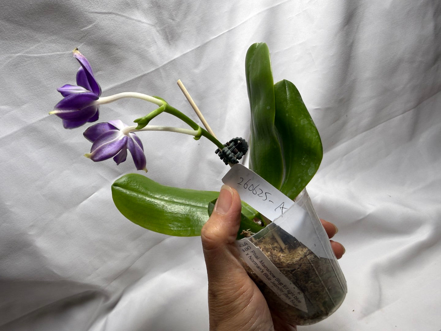 QA180 Phalaenopsis MS Elfy Jenn - Seed Grown 260626-A Flowering