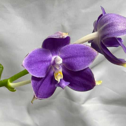 QA180 Phalaenopsis MS Elfy Jenn - Seed Grown 260626-A Flowering