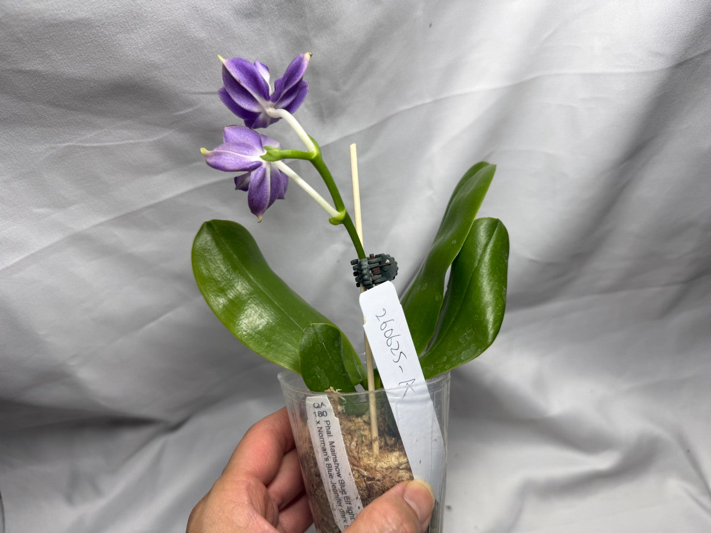 QA180 Phalaenopsis MS Elfy Jenn - Seed Grown 260626-A Flowering