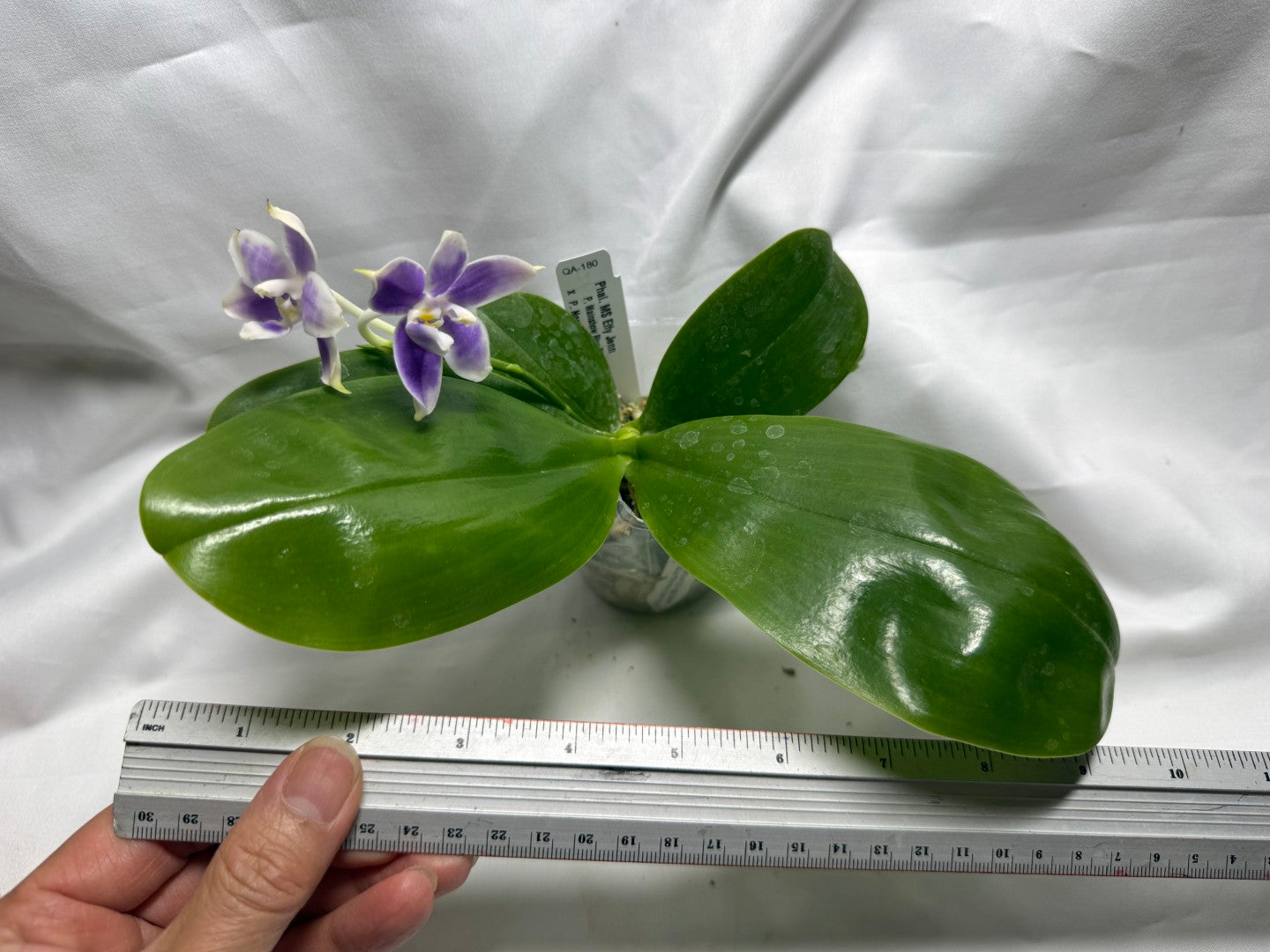 QA180 Phalaenopsis MS Elfy Jenn - Seed Grown 260626-B Flowering