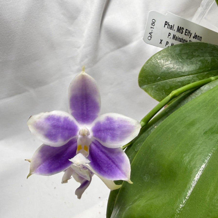 QA180 Phalaenopsis MS Elfy Jenn - Seed Grown 260626-B Flowering
