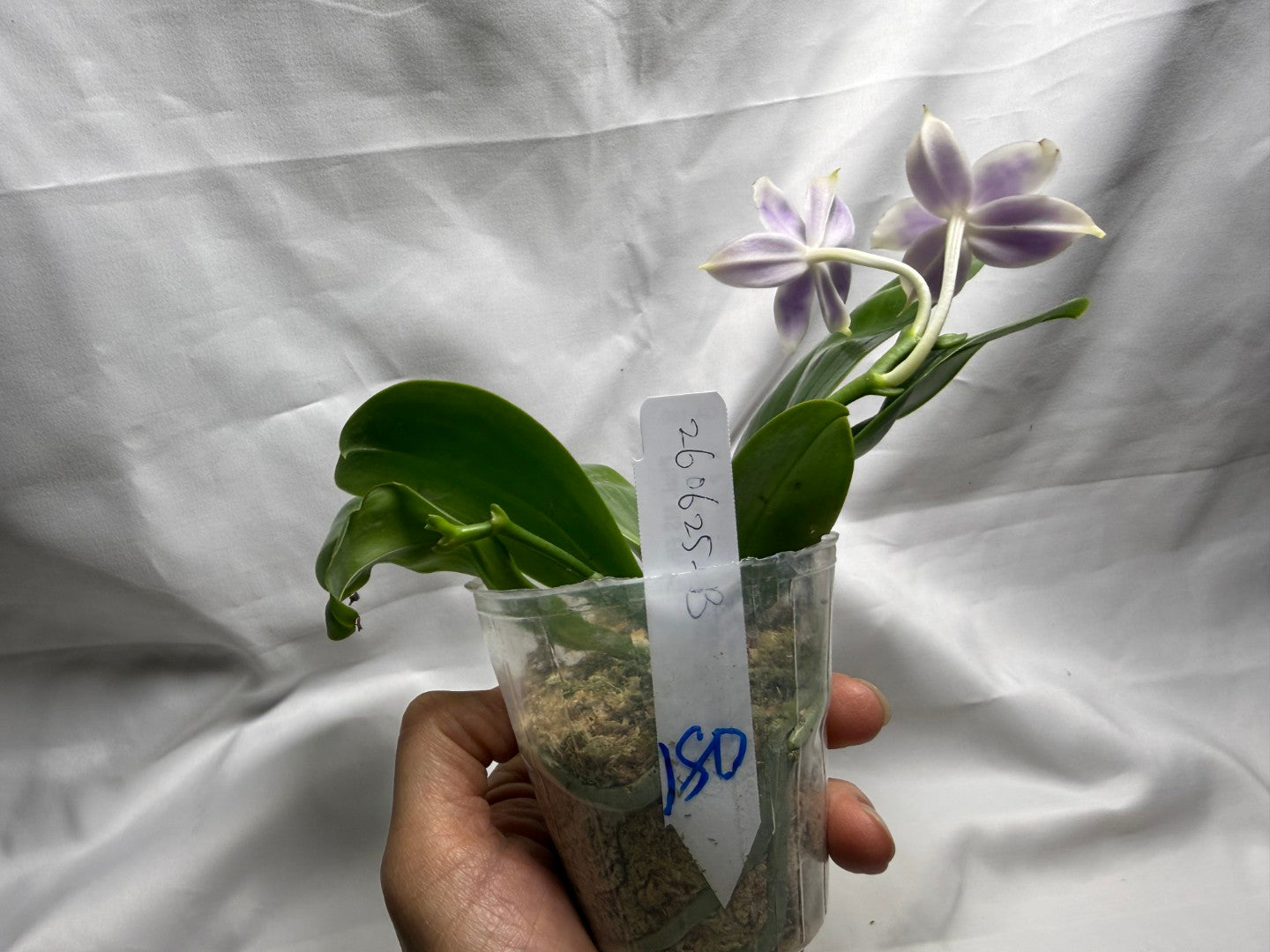QA180 Phalaenopsis MS Elfy Jenn - Seed Grown 260626-B Flowering