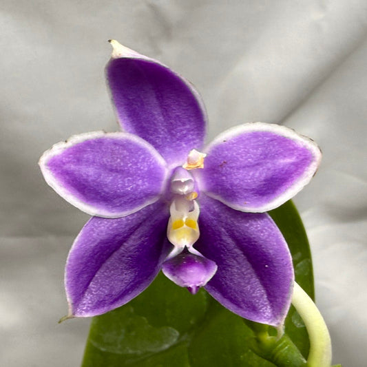 QA180 Phalaenopsis MS Elfy Jenn - Seed Grown 260626-C Flowering