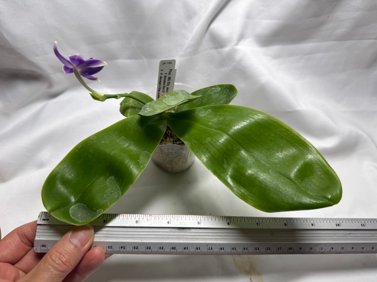 QA180 Phalaenopsis MS Elfy Jenn - Seed Grown 260626-C Flowering