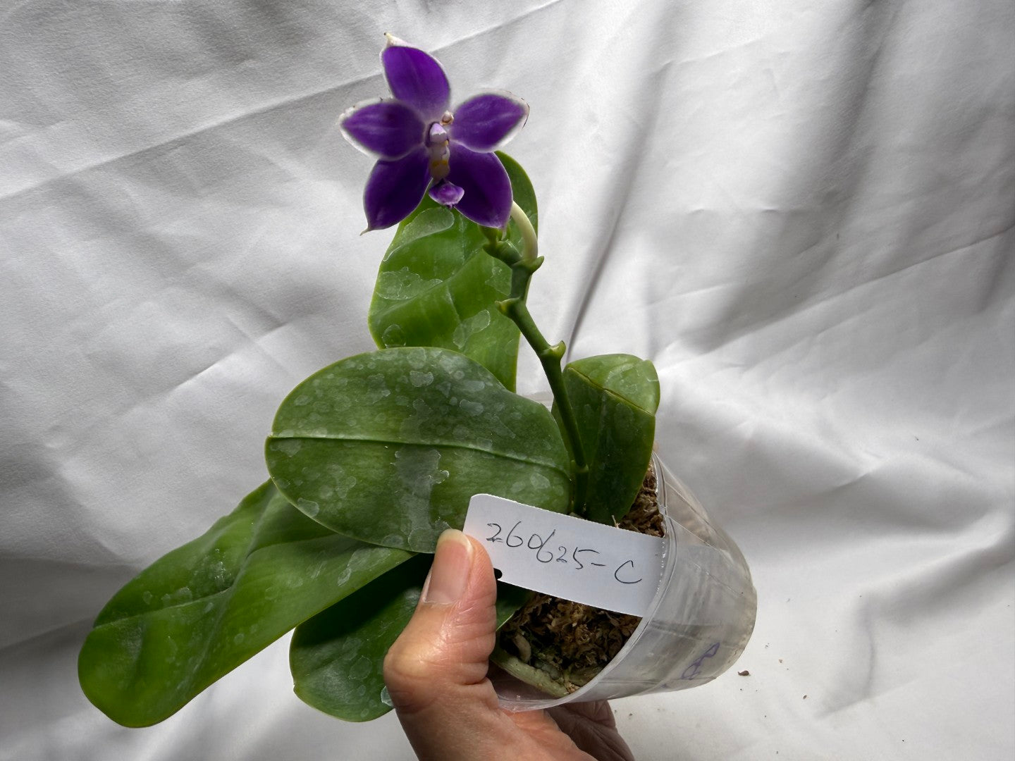 QA180 Phalaenopsis MS Elfy Jenn - Seed Grown 260626-C Flowering