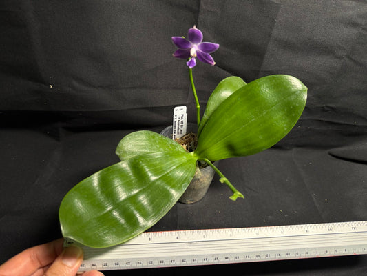QA-180 Phalaenopsis MS Elfy Jenn - Seed Grown 260708 Flowering 2 spikes