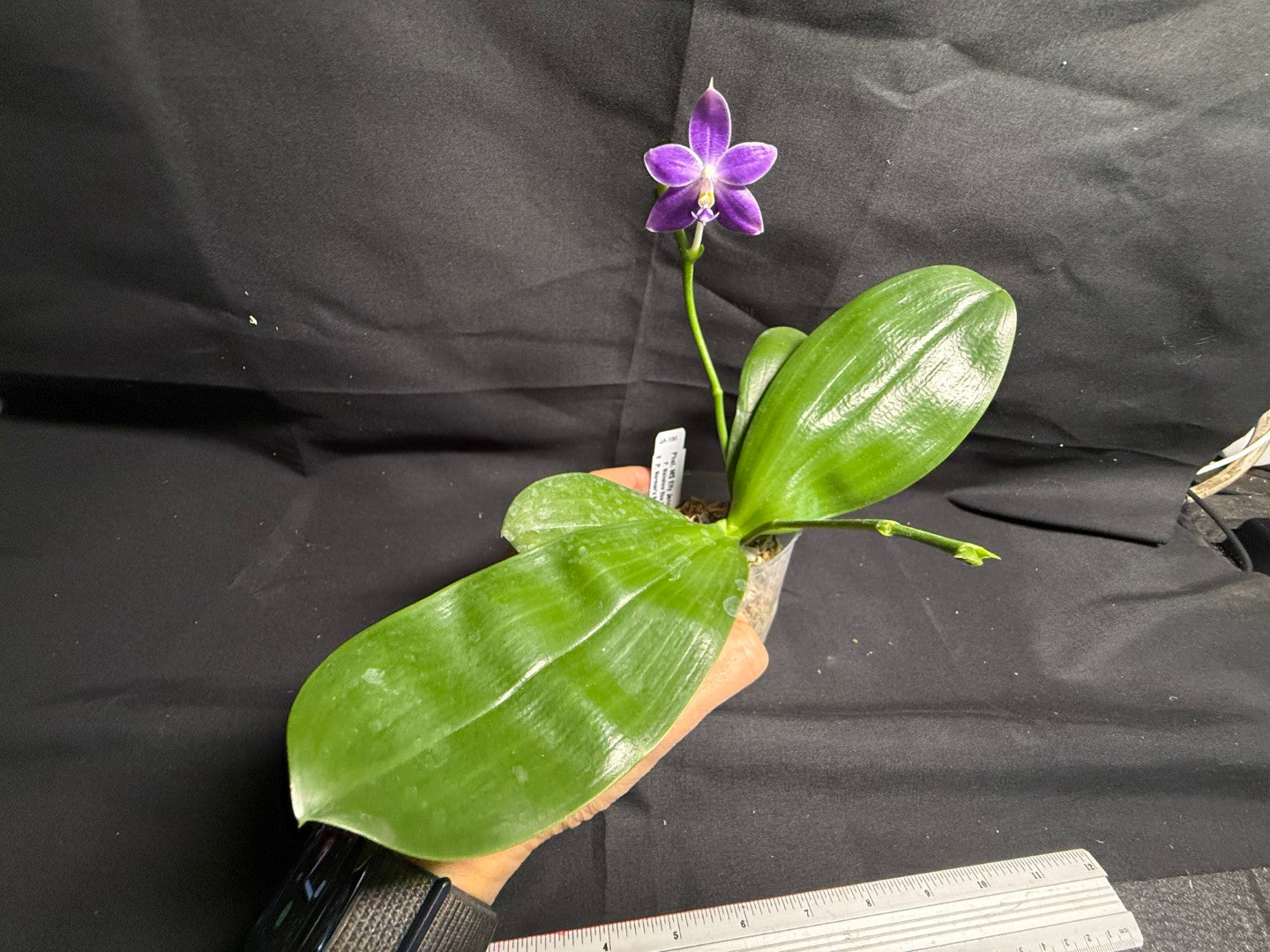 QA-180 Phalaenopsis MS Elfy Jenn - Seed Grown 260708 Flowering 2 spikes