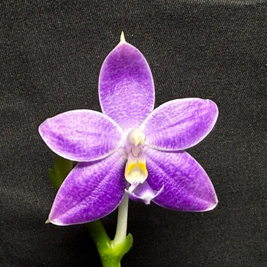 A single purple orchid flower with a green stem, photographed against a dark textured fabric background.