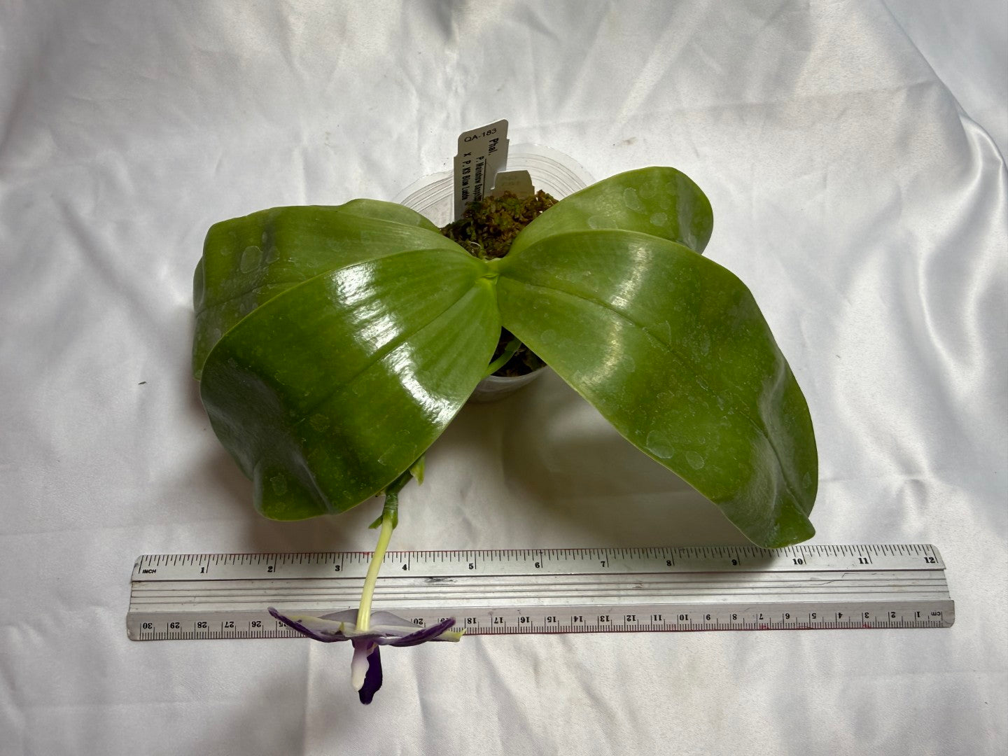 QA-183 Phalaenopsis MS Blue Sapphire - Seed Grown 260804 Flowering