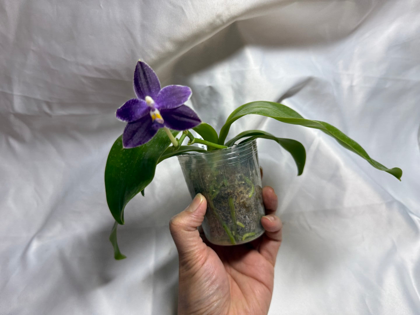 QA-183 Phalaenopsis MS Blue Sapphire - Seed Grown 260804 Flowering