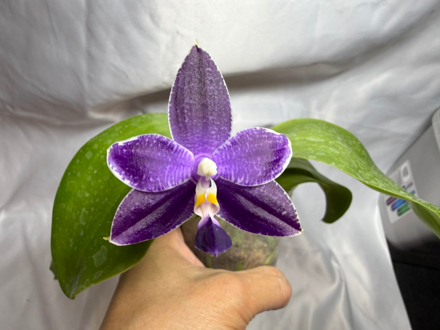QA-183 Phalaenopsis MS Blue Sapphire - Seed Grown 260804 Flowering