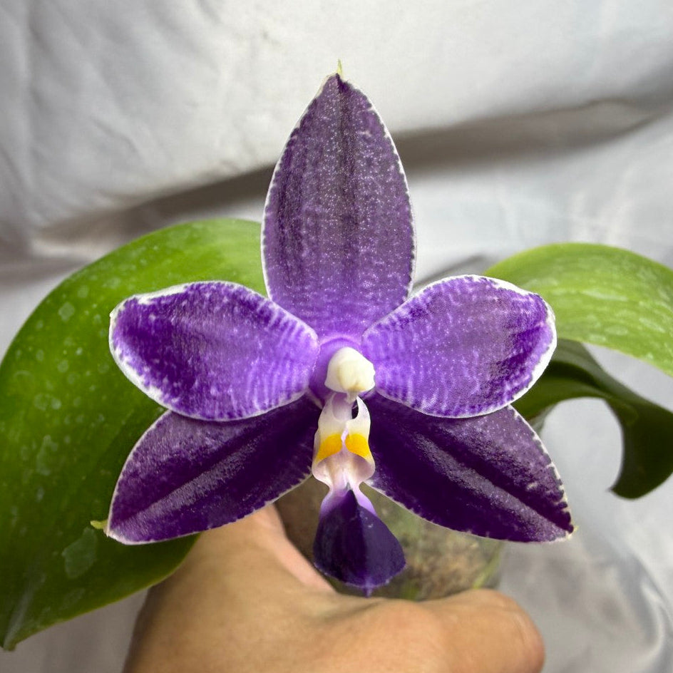 QA-183 Phalaenopsis MS Blue Sapphire - Seed Grown 260804 Flowering